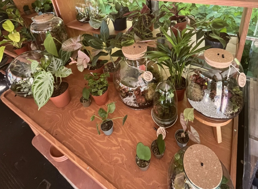 Maak je eigen terrarium
